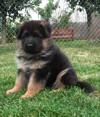 Bellinda vom Haus Haribal